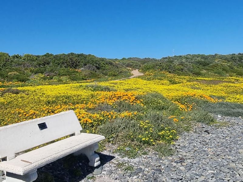 A scenic view of a coastal garden area featuring a concrete bench set amidst natural vegetation and wildflowers.