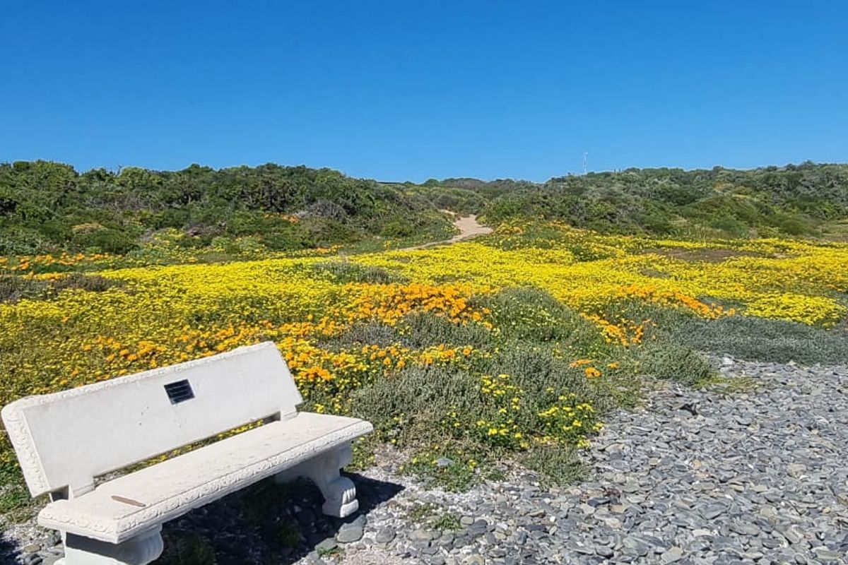 A scenic view of a coastal garden area featuring a concrete bench set amidst natural vegetation and wildflowers.