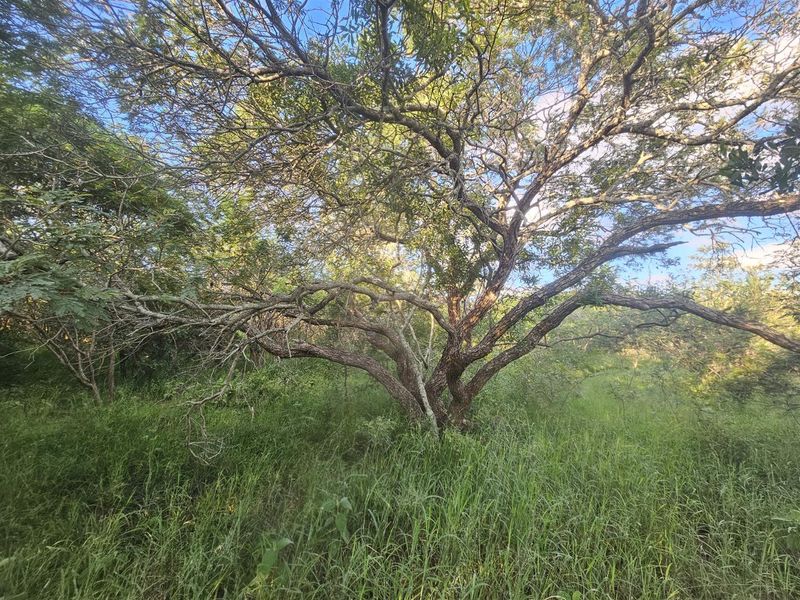 Stand for sale in Moditlo Wildlife Estate - Photo 2
