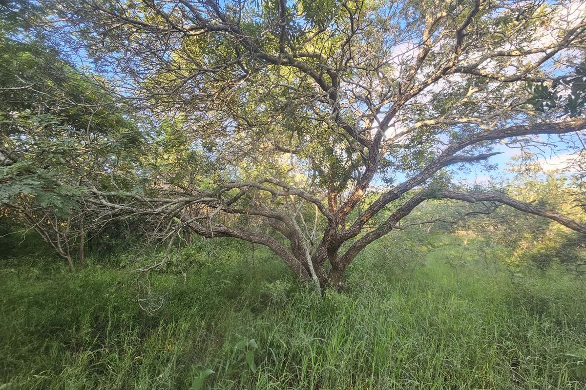 Stand for sale in Moditlo Wildlife Estate - Photo 2