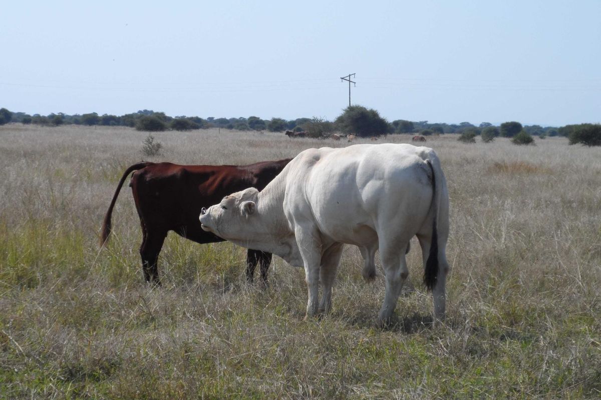 Expansive open grazing land featuring natural veld, suitable for livestock farming and agricultural use.