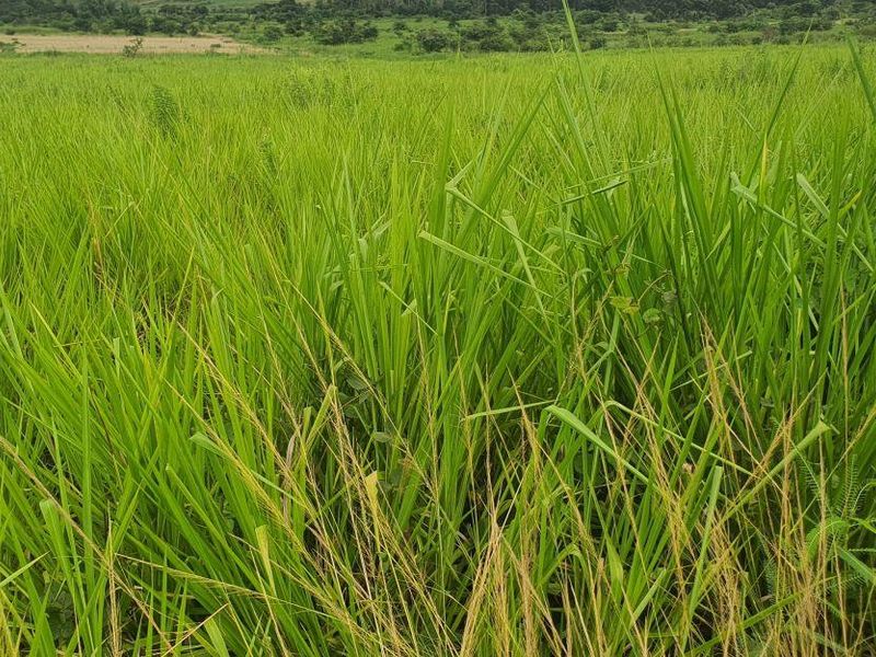 Lovely farm for sale with good soil and ready for its new owner with ambition. - Photo 5