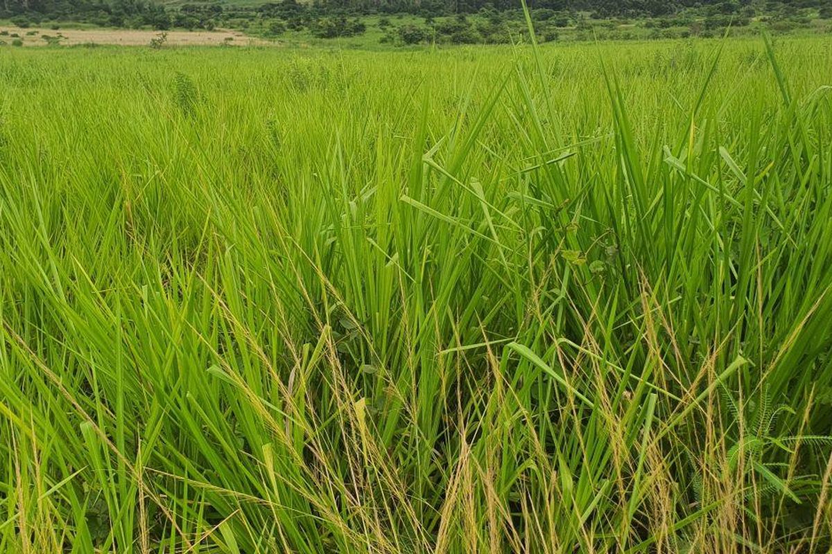 Lovely farm for sale with good soil and ready for its new owner with ambition. - Photo 5