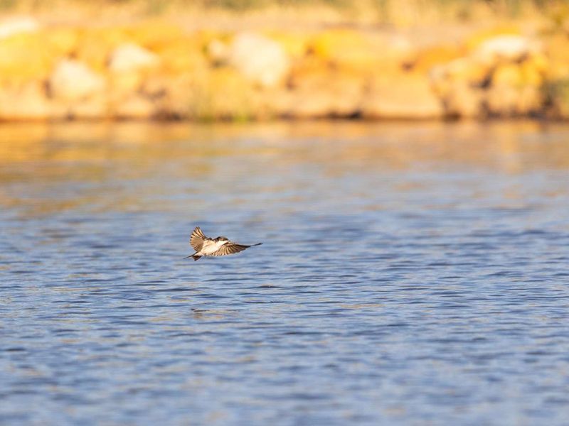 A scenic view of a natural water body with a bird in flight, highlighting the tranquil landscape of the residential land.