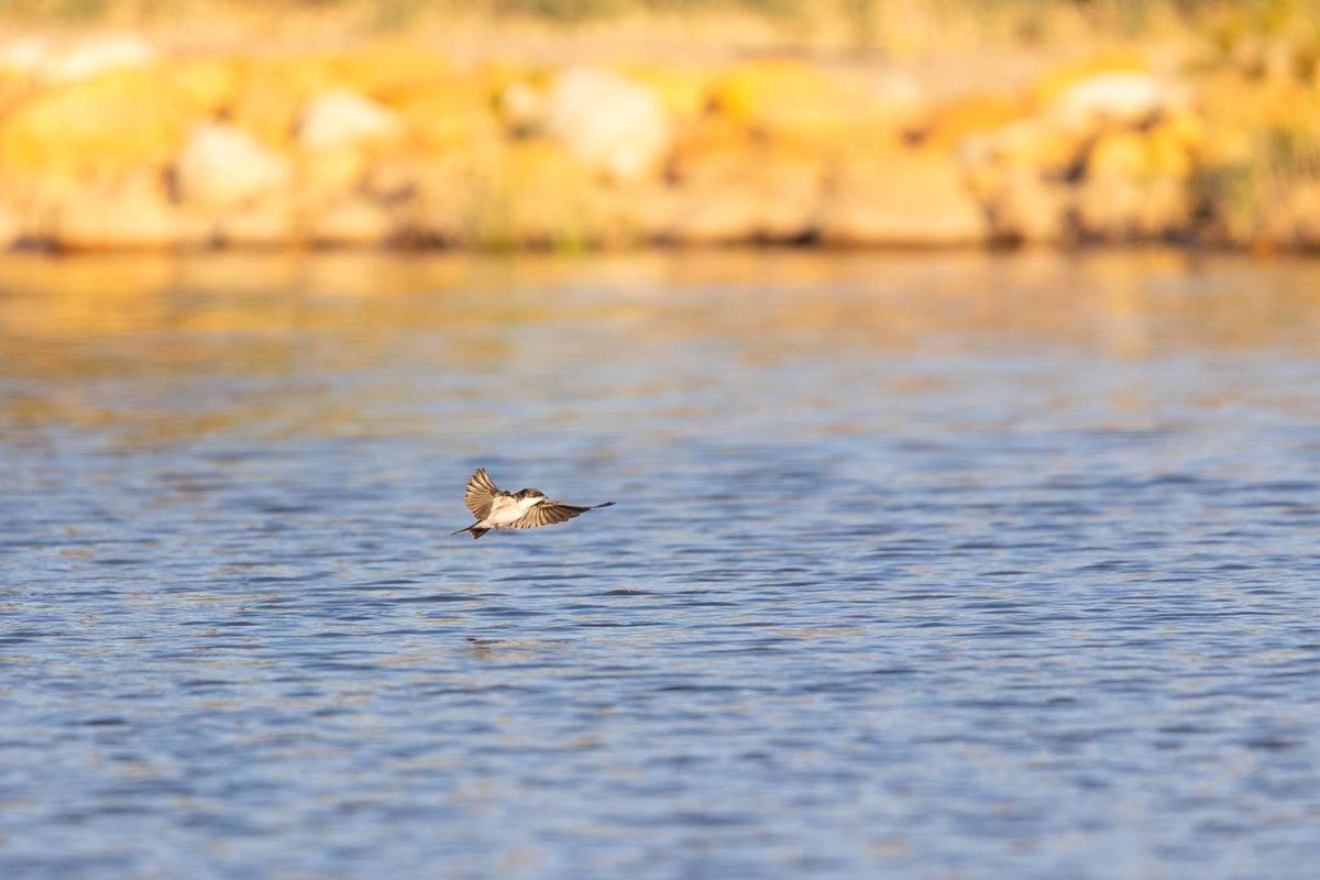 A scenic view of a natural water body with a bird in flight, highlighting the tranquil landscape of the residential land.
