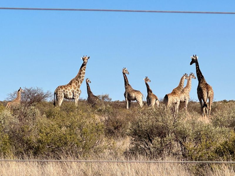 Kalahari LODGE and GAME FARM - Photo 6
