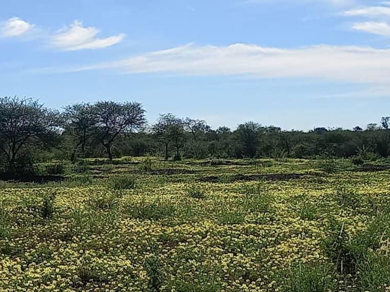A scenic view of the expansive farm landscape featuring natural vegetation and open fields under a clear blue sky.