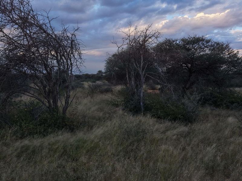 A scenic view of the natural landscape on the small holding, featuring indigenous trees and dry grassland under a cloudy sky.