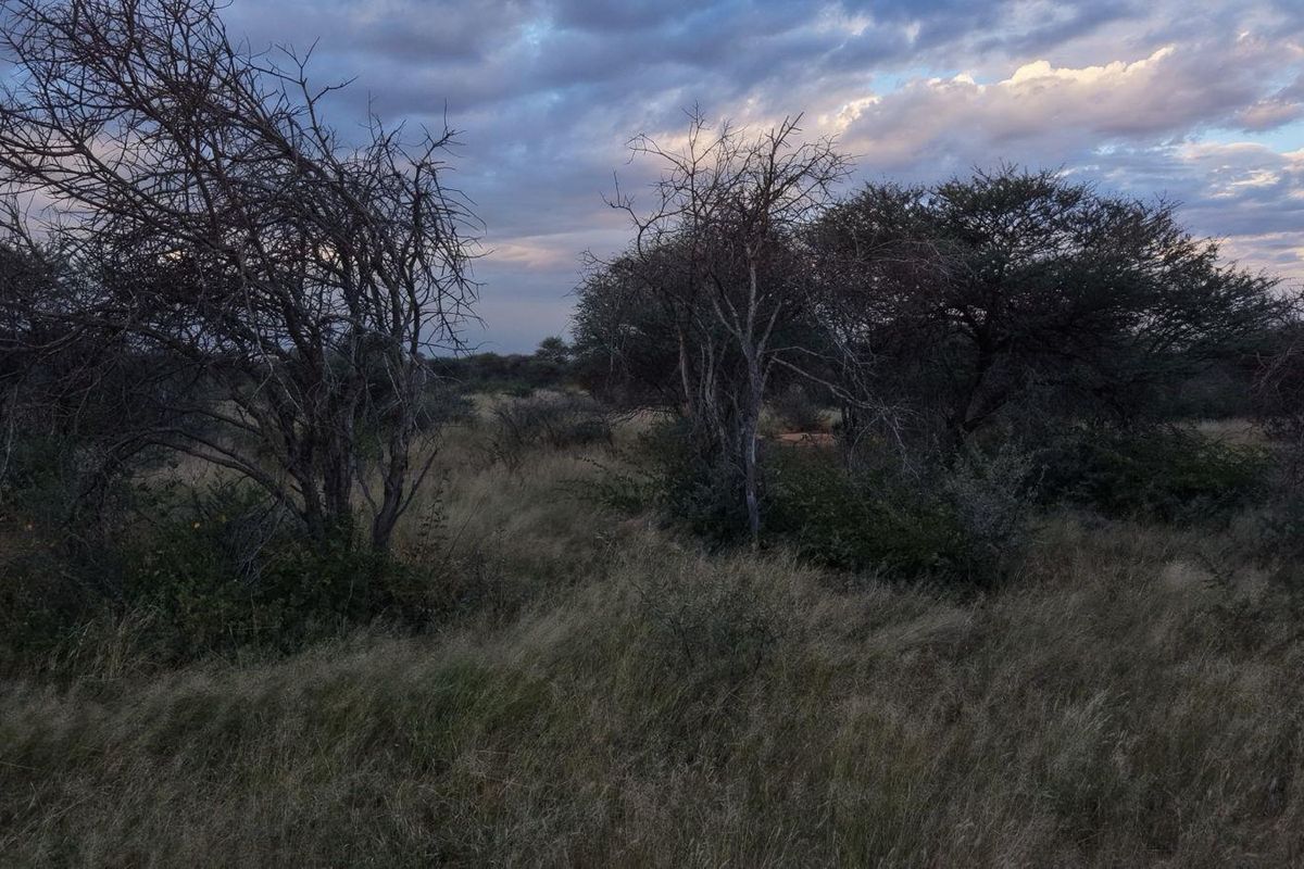 A scenic view of the natural landscape on the small holding, featuring indigenous trees and dry grassland under a cloudy sky.