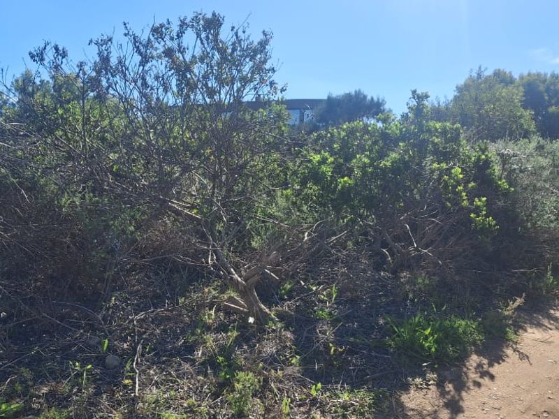 A view of the vacant residential land featuring dense native vegetation and an unpaved access path.