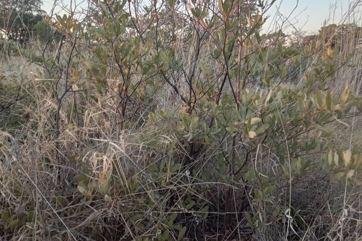 A view of the natural landscape and vegetation on the farm property.