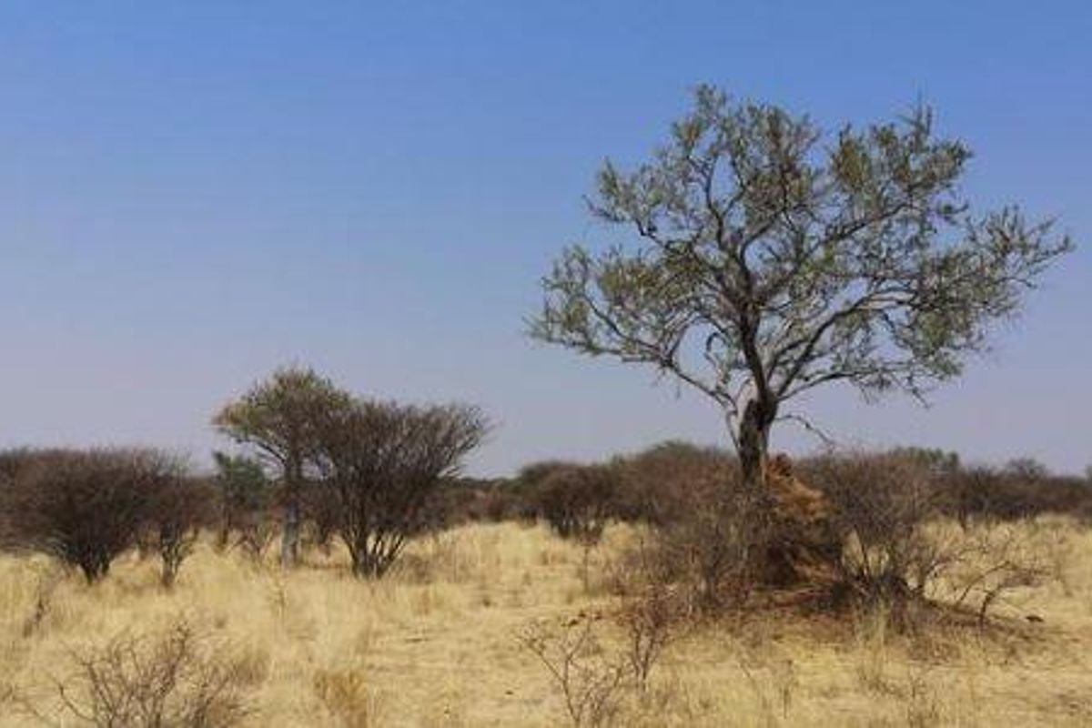Beautiful Plot available, 15km North of Okahandja - Photo 2