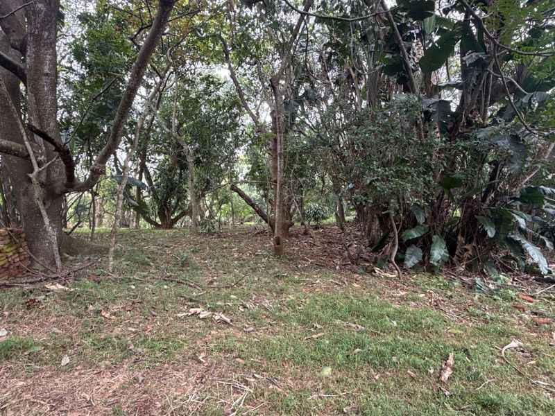 A view of a densely wooded residential plot featuring mature trees and established natural vegetation.