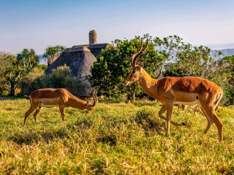 ALMOST PANCAKE LEVEL LAND IN THE PRESTINE PHEZULU ECO ESTATE! - Photo 8