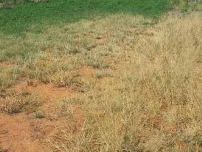 CATTLE FARM FOR SALE IN OTJOZONDJUPA REGION - Photo 5