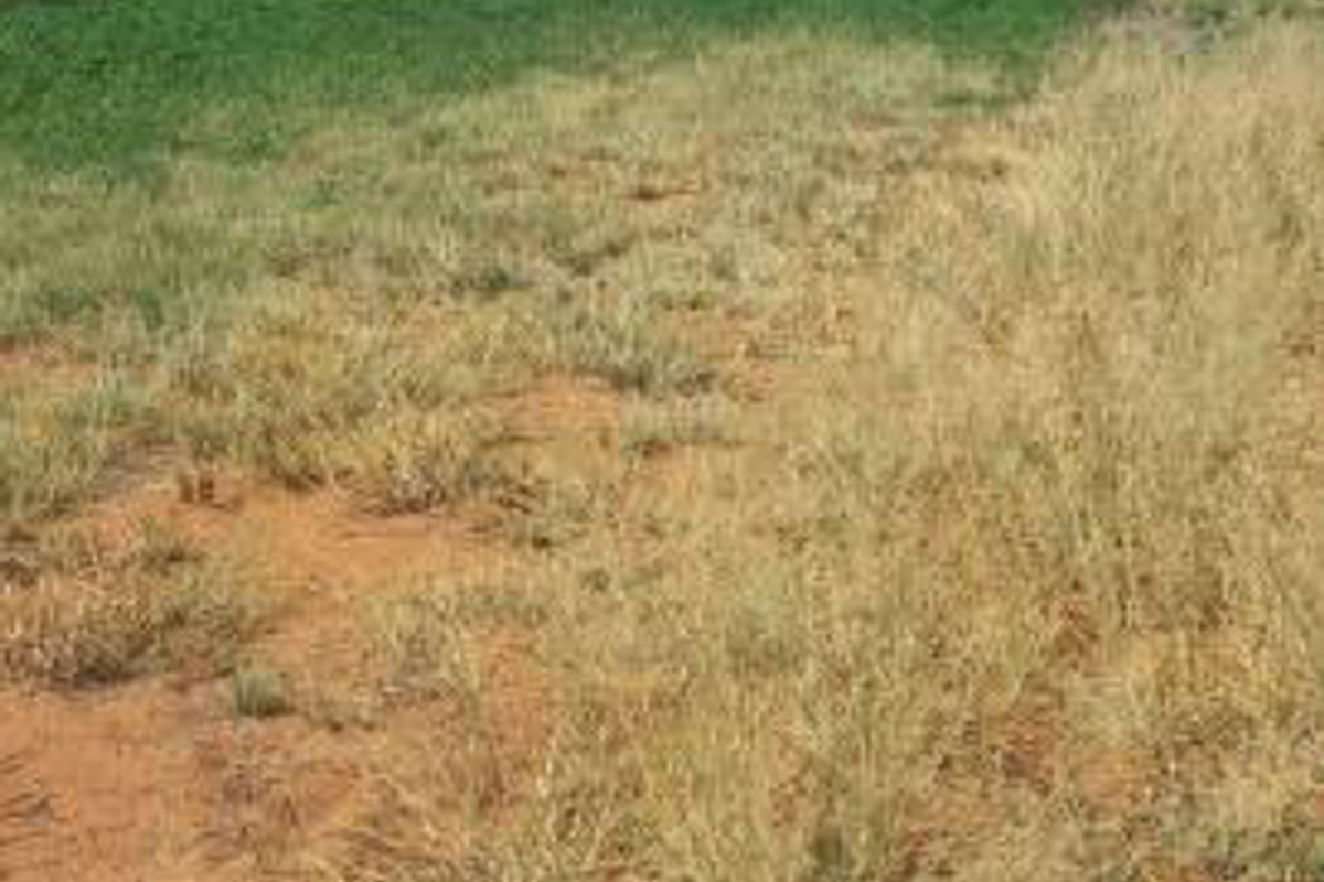 CATTLE FARM FOR SALE IN OTJOZONDJUPA REGION - Photo 5