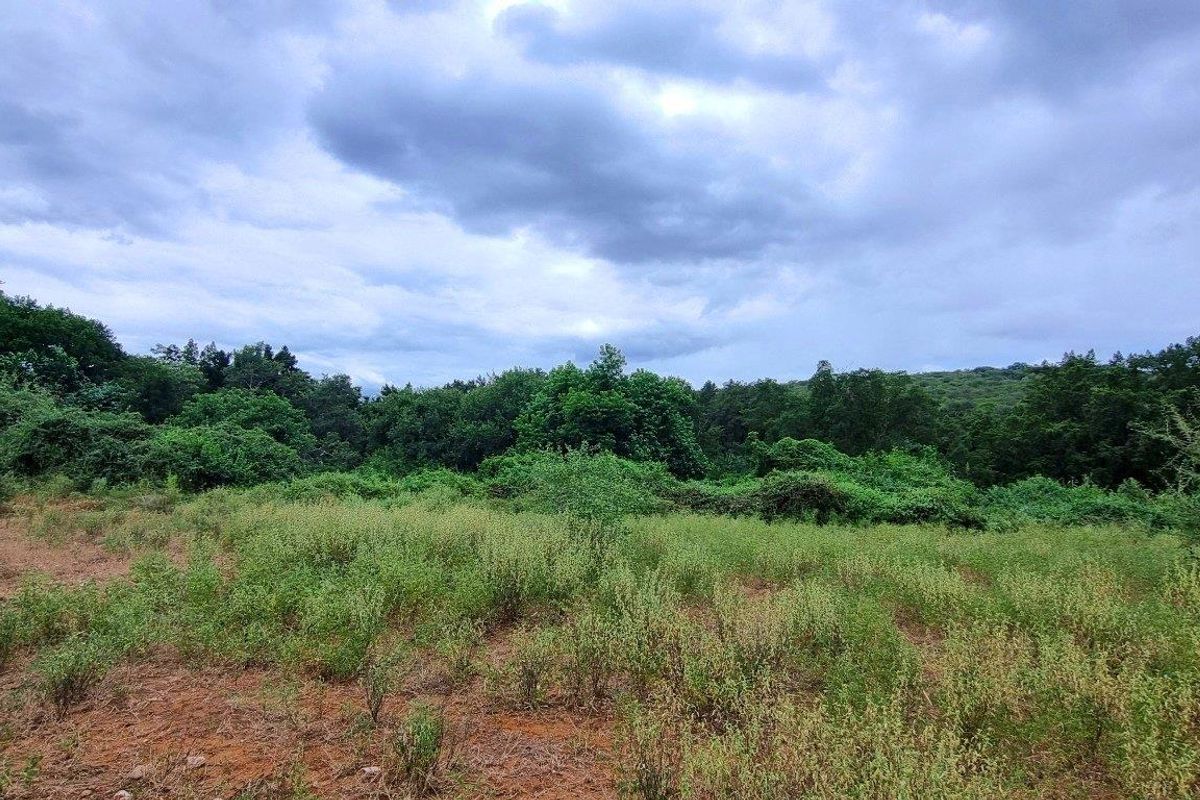 A view of a vacant residential plot featuring natural vegetation and mature trees under a cloudy sky.