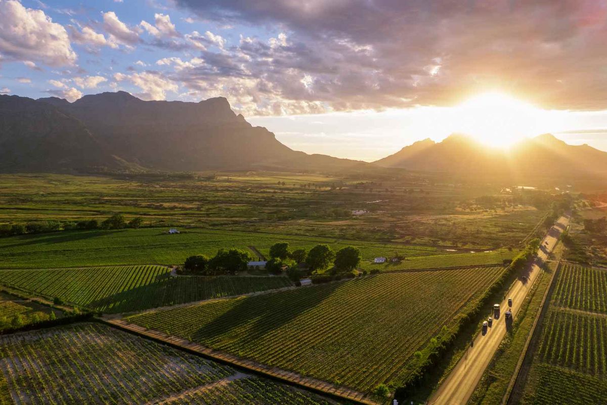 An expansive aerial view of agricultural land featuring established vineyards, open fields, and a scenic mountain backdrop at sunset.