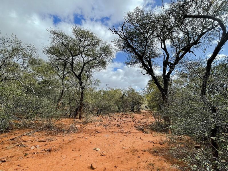 Prime 1-Hectare Stand for Sale in Canyon Game Reserve - Photo 4