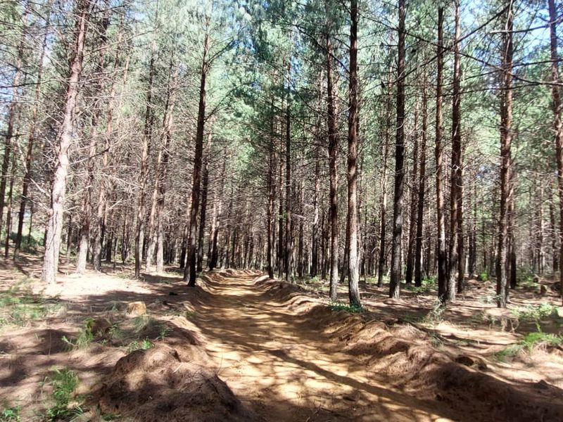 1489 Hectare of Prime Plantation and Mixed Farming for Sale in the Highlands of Belfast Mpumalanga - Photo 8