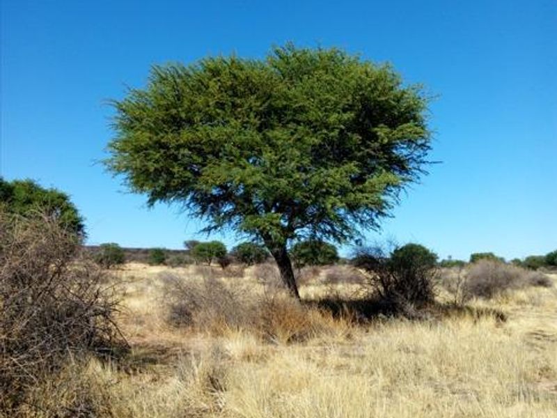 Two Spacious 1600 sqm Plots with Reliable Borehole Water - Photo 4