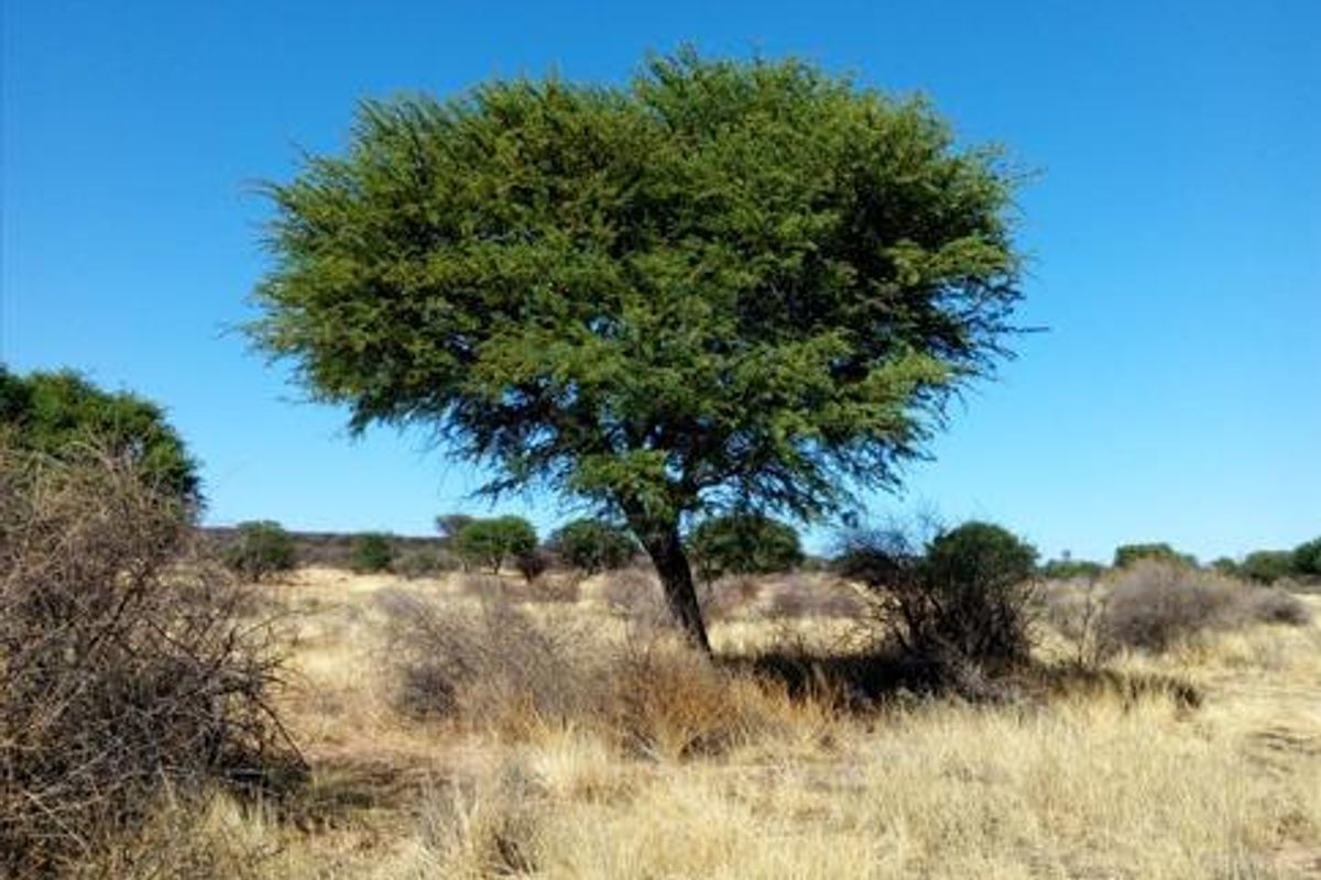 Two Spacious 1600 sqm Plots with Reliable Borehole Water - Photo 4
