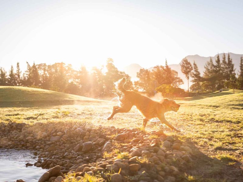 Single-Storey Family Home with Mountain and Vineyard Views at Paarl Valleij Lifestyle Estate & Farm - Photo 9