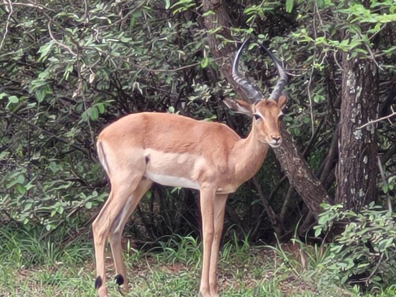 Leeupoort: Secure, Scenic, and Serene - 400m2 stand Awaits - Photo 5