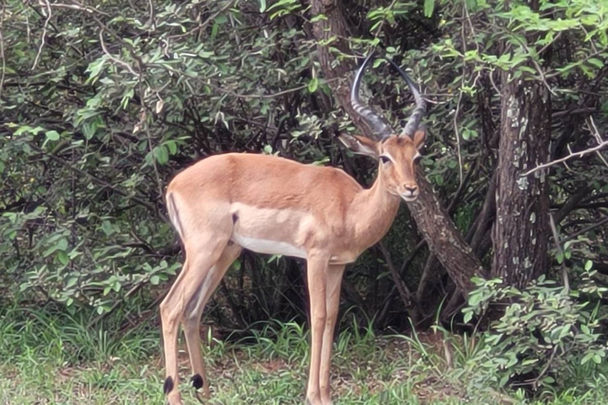 Leeupoort: Secure, Scenic, and Serene - 400m2 stand Awaits - Photo 5