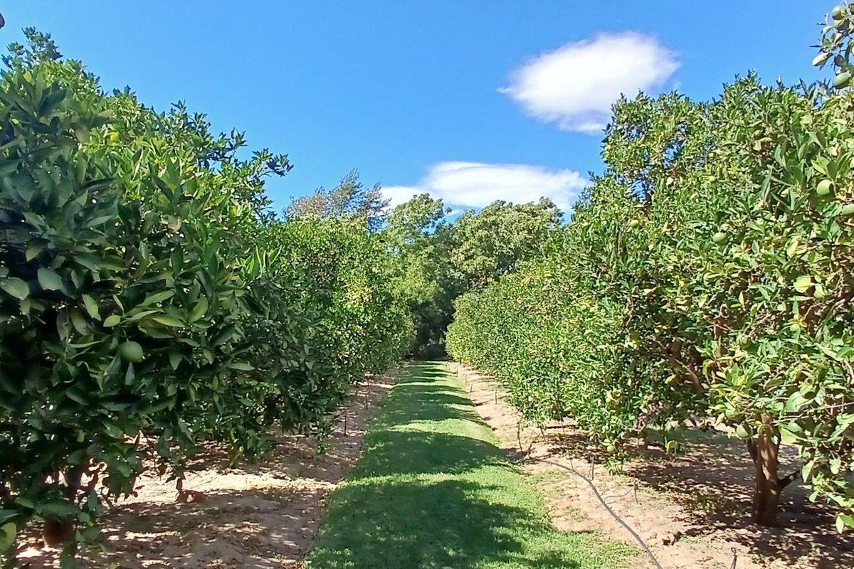 Stunning Cape Dutch Farm for Sale in Clanwilliam – A Picturesque Retreat with Luxurious Accommodations and Prime Agricultural Potential - Photo 3