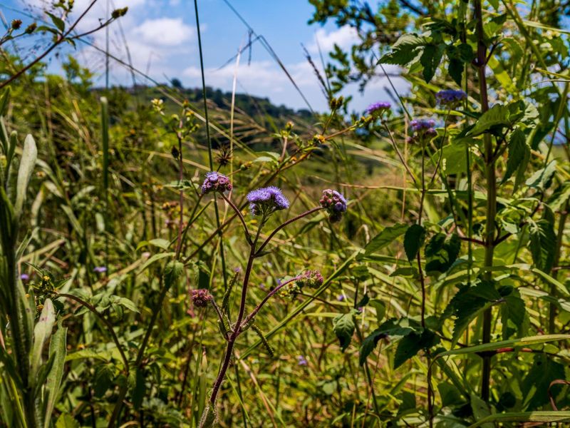 Wonderful Land in Stoneford Country Estate - Photo 8
