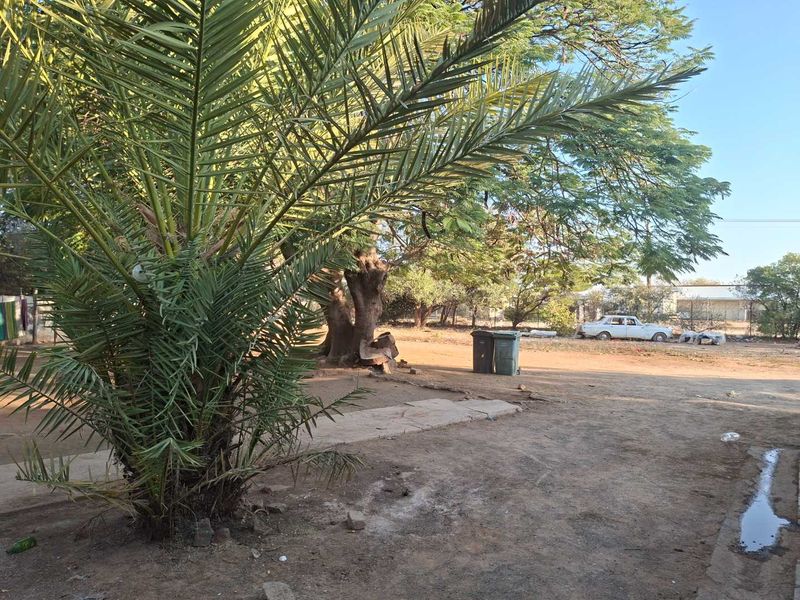 A spacious outdoor garden area featuring a large mature palm tree, established shade trees, and a concrete pathway on a natural earth surface.