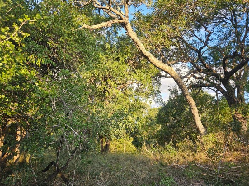 Vacant Land in MODITLO NATURE RESERVE - Photo 8