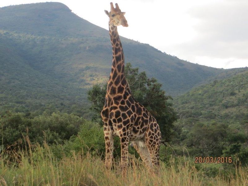 STUNNING GAME FARM FOR SALE IN OHRIGSTAD, LIMPOPO - Photo 8