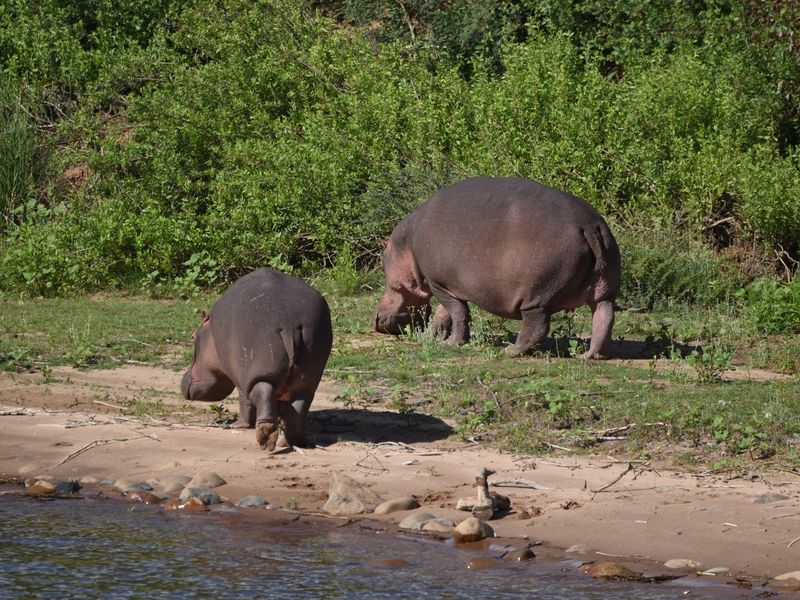A view of hippos on the riverbank of a vacant residential property.