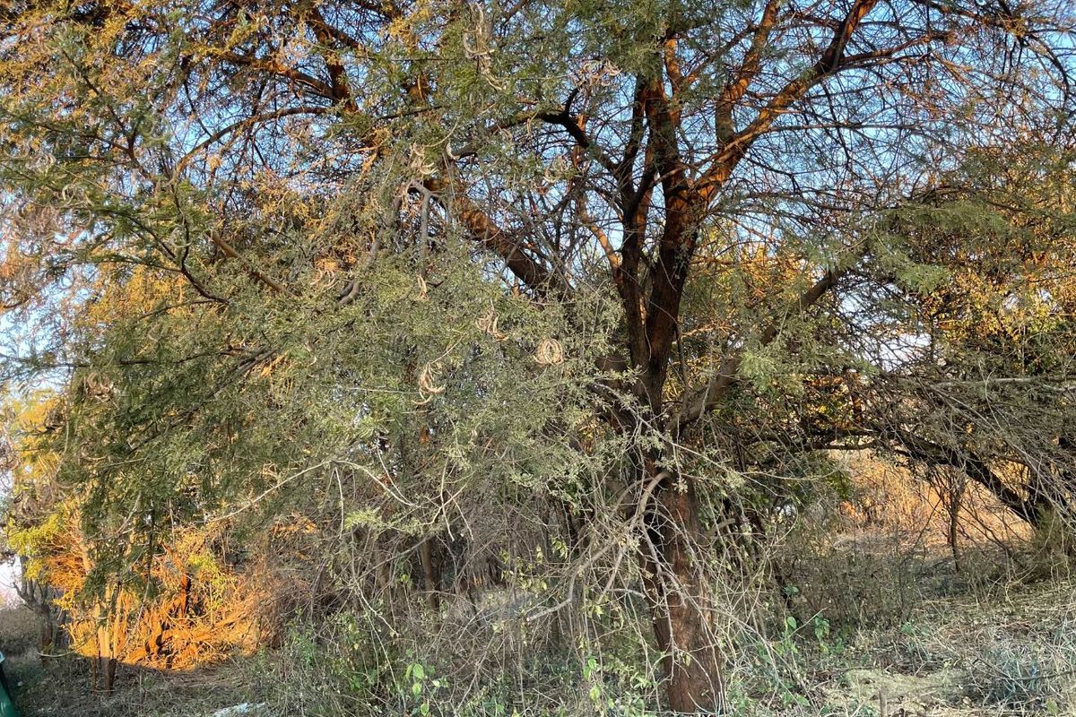 A view of the natural vegetation and mature trees on the vacant residential land plot.