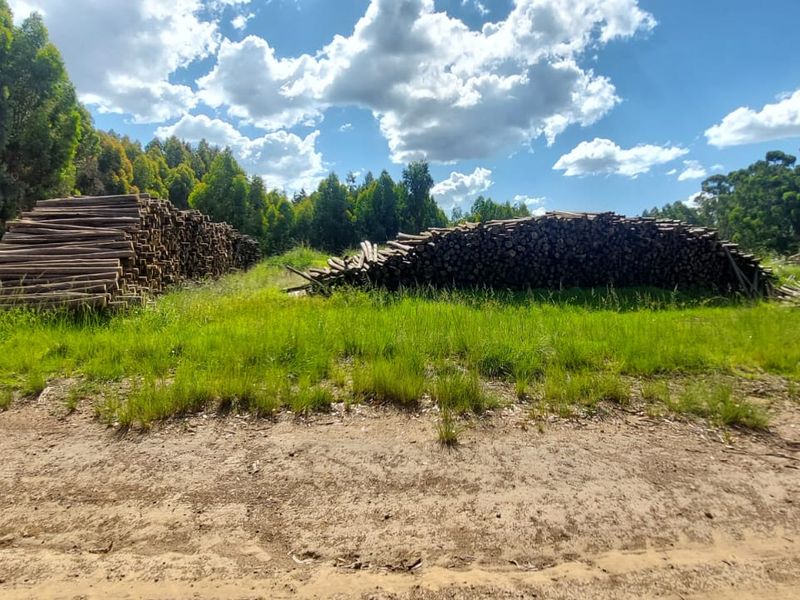 1489 Hectare of Prime Plantation and Mixed Farming for Sale in the Highlands of Belfast Mpumalanga - Photo 3