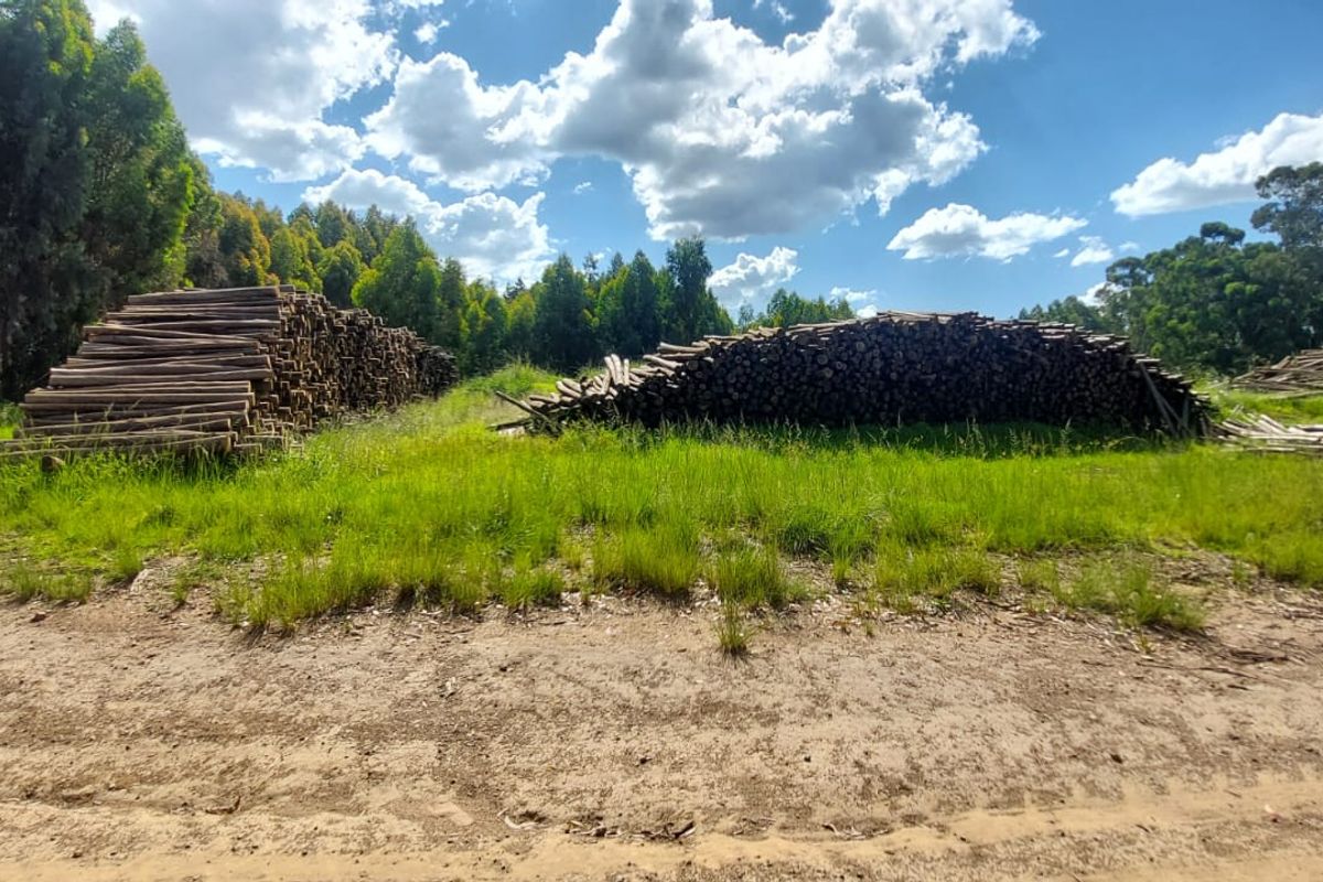 PREMIUM FORESTRY & AGRICULTURAL LAND FOR SALE - Belfast | Mpumalanga Highlands - Photo 3