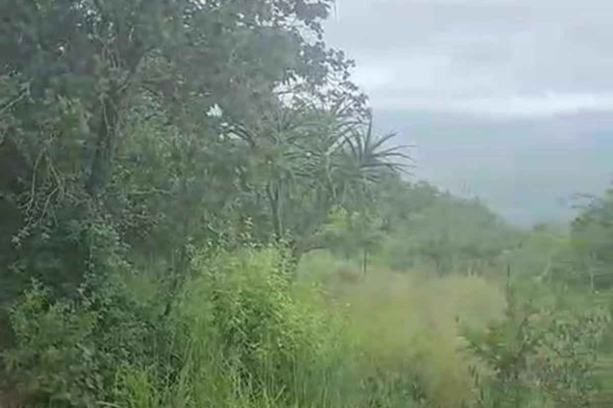 OFFERS WELCOME! Cattle Farm & Nature Retreat Rolled into One Rare Opportunity! - Photo 3