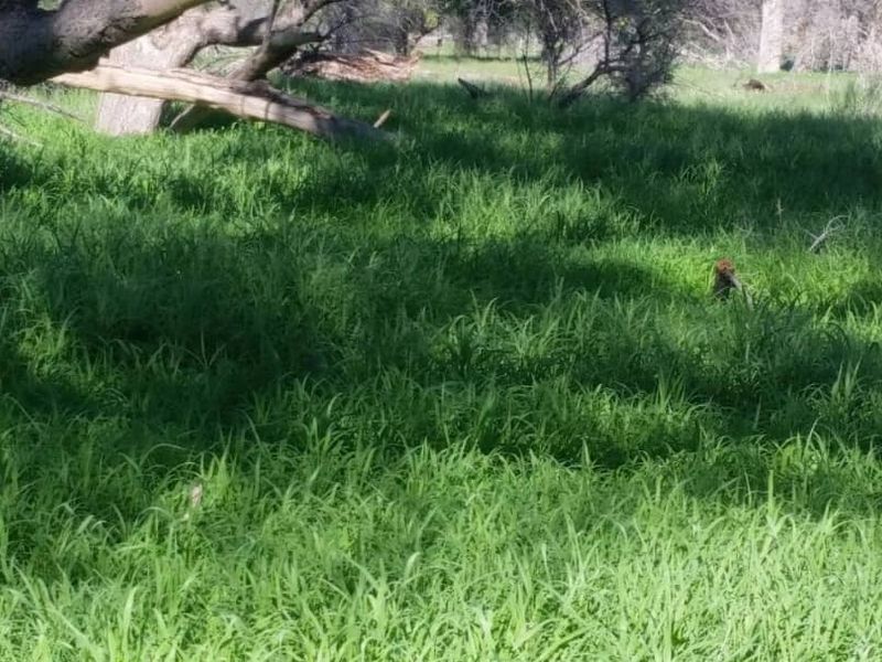 FOR SALE - CATTLE/SHEEP/AGRICULTURAL FARM IN THE OMARURU AREA OF NAMIBIA - Photo 10