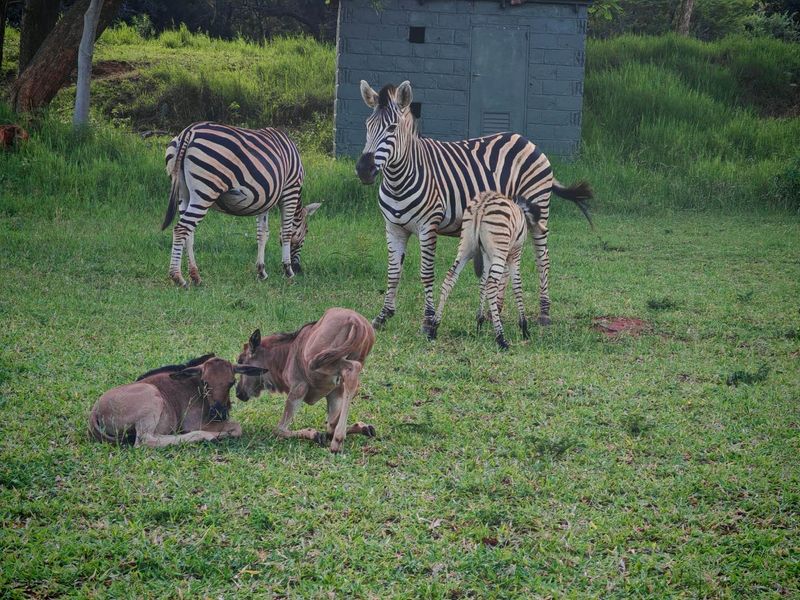 Vacant Stand in Sharalumbi Wildlife Estate - Photo 4