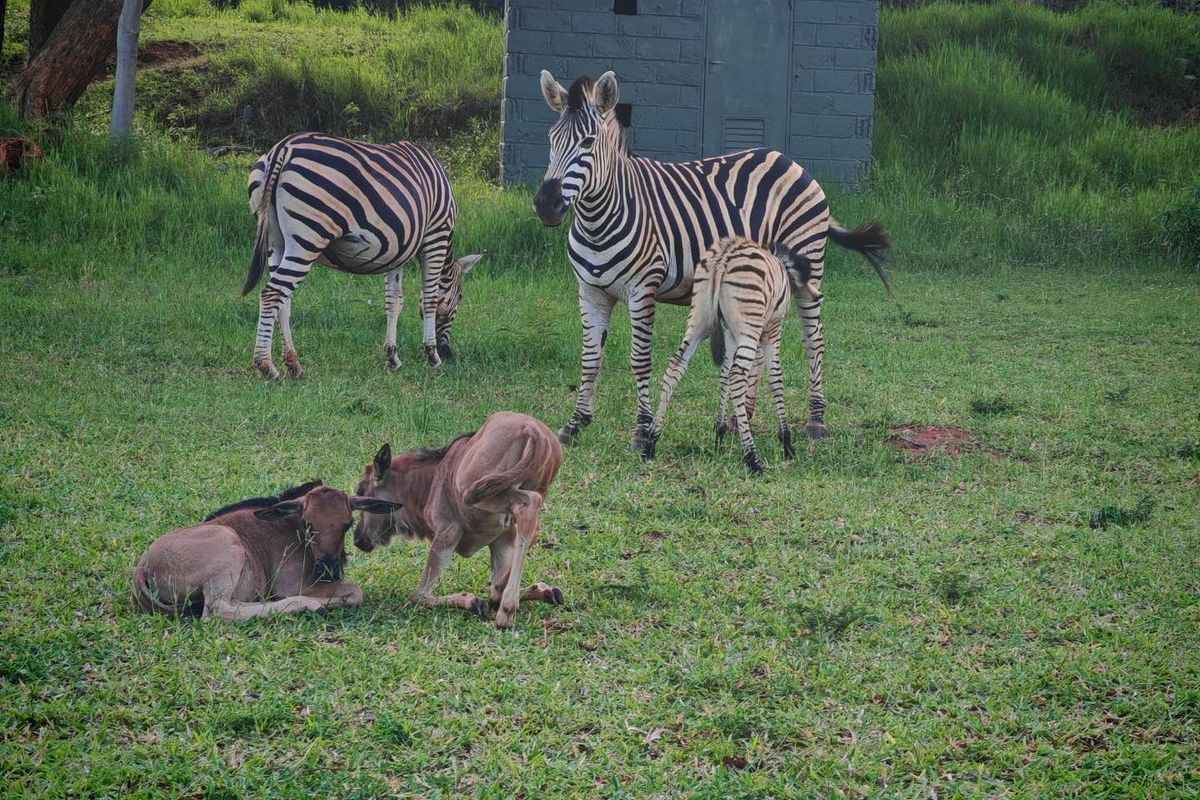 Vacant Stand in Sharalumbi Wildlife Estate - Photo 4