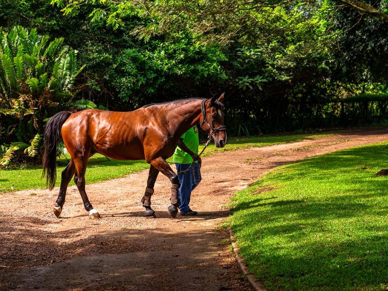 Breathtaking 3 Bedroom Modern Home in Alverstone Equestrian Estate - Photo 7