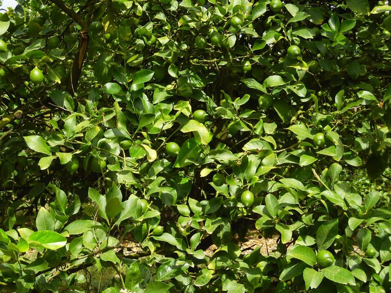 Sunland - 6.99 ha Citrus - Farm for sale - 2 Houses - Photo 8