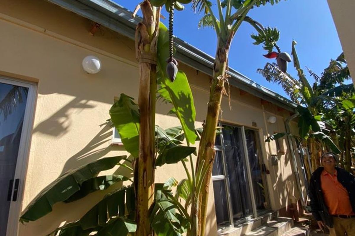 A rear exterior view of the hotel building featuring a paved patio area, sliding glass door access, and mature banana trees.