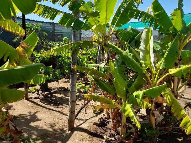 A garden area featuring banana trees and established vegetation, supported by wooden poles and partial shade netting.