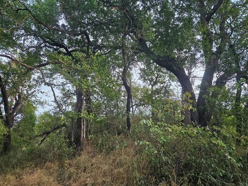 Vacant Land in MODITLO NATURE RESERVE - Photo 7