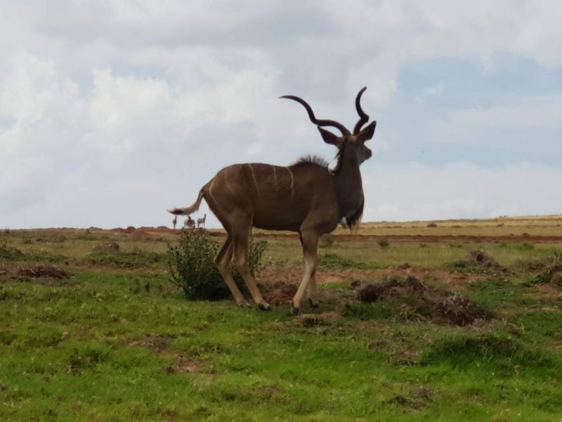 Design your own home on Outeniquasbasch Wildlife estate - Photo 5