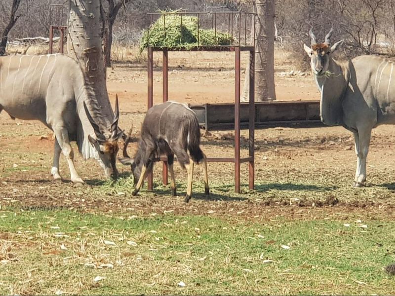 Outdoor farm area featuring a metal animal feeding station set within a natural landscape.