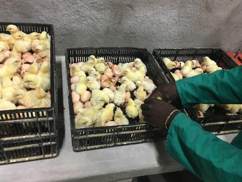 PLOT AND POULTRY BUSINESS FOR SALE – OKAHANDJA - Photo 4